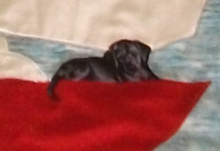 quilt dog 'Pepper on' the deck!